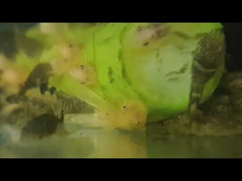 Baby Longfin BN Pleco First batch.