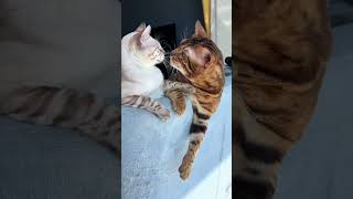 Silly Cats Who Are Just Clowning Around