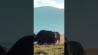MASSIVE BUFFALO #wildlife #africa #serengeti #intothewild