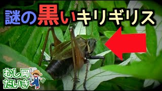 [Cool...] ​​The black grasshopper that lives in the swamp is so cool