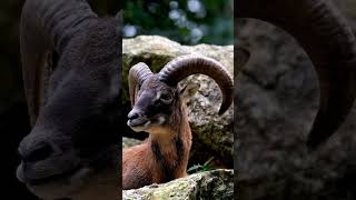 Rocky Grazing: The Resilient SchedGoat | #RockyGrazing #WildlifeWednesday #MountainSurvival