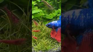 I Kept Betta Fish With Shrimp...Heres What Happened! #aquarium #bettafish #fishtank #betta