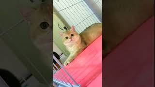 宝贝可爱的猫喵视频 #shorts #9014