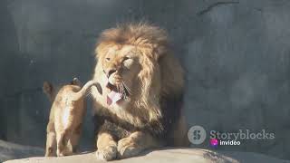 Roaring Facts: Top 10 About Lions