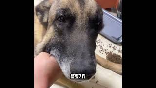 退役搜救犬“大力”，没事就撩小公狗，还一口气吃掉七斤狗粮#搜救犬 #马犬 #不养狗不知道养狗的乐趣 #这狗成精了 #狗子的迷惑行为#萌宠 #狗狗