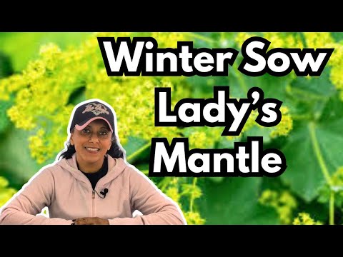 Grow Lady's Mantle From Seed | Winter Sowing | Perennial Garden HACK