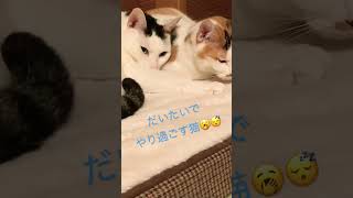 もう眠りたい猫。　#ねこのいる生活 #ねこ部 #ねこ #父ちゃん #はちわれ猫 #みけねこ #でんすけ #しずく