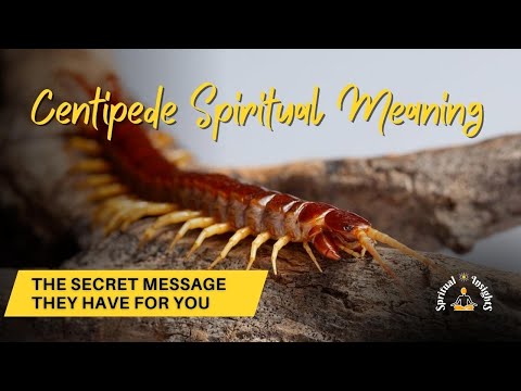 Centipede Spiritual Meaning – The Secret Message They Have for You