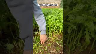 茼蒿20来天就能采收，春天种特别适合#种菜 #蔬菜种子 #我的小菜园 #茼蒿【我爱种菜家园】