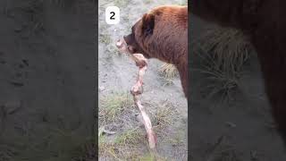 "Bear Power: 3 Facts That Will Blow Your Mind !