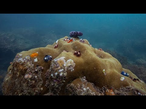 84% of world's coral reefs affected by worst coral bleaching event in history