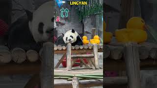 仔细看，熊猫灵岩也好帅 #pandacub #funny #pandachina #animals #giantpanda #cute #cutepanda #pets #パンダ君 #パンダちゃん