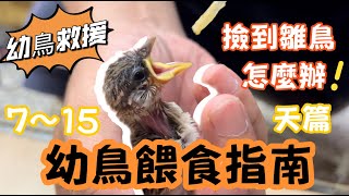 【⛑️雛鳥救援】撿到雛鳥怎麼辦！雛鳥餵食全攻略-鳥齡7～15天麻雀篇
