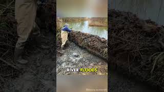Why Some Beaver Dams Get Removed (And Why That’s Okay)