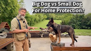 Why a SMALL Dog is a Better Protection Dog Than a Big Dog