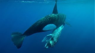 Killer whales hunting a Humpback whale calf and eating its tongue!!!