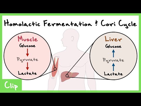 Homolactic Fermentation & Cori Cycle Explained (Lactate Dehydrogenase) | Clip