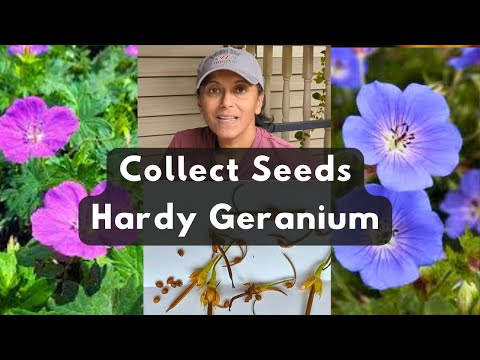 How To Collect Geranium Seeds | Save Harvest Cranesbill Geranium Seed