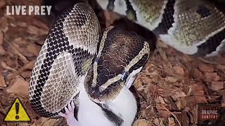 FOUR MOST POPULAR PET SNAKE'S? | LIVE FEEDING | ULTIMATE COMPILATION