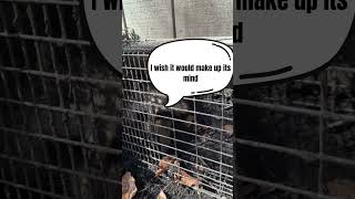 Sometimes, animals are easier to talk to than humans...