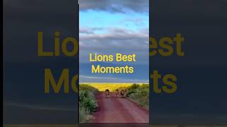 Lion's Life Journey 🦁 #Shorts #Lions #Wildlife #AnimalShorts