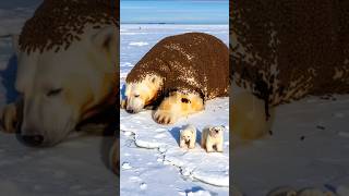 Polar bear covered in millions of bees all over its body rescued by a girl