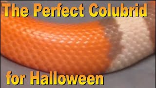 The Perfect Colubrid for Halloween