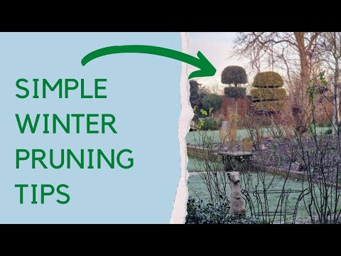 Garden tips and tour - what's looking good, winter pruning, winter damage to plants and more