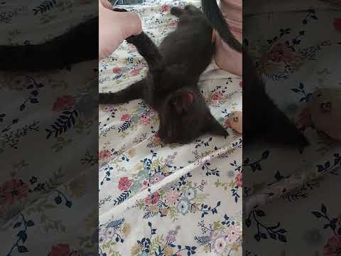 Kitten sleep test #kitten #scoobydoo #cat