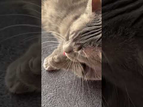 【目の癒し】ひたすら毛繕いをする猫ちゃんの動画(cat grooming) #cat #jazz #猫のいる暮らし #癒し #ヒーリング #猫のいる生活 #cute #ねこ
