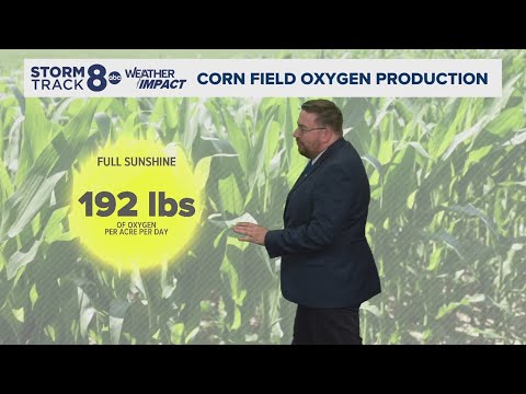 Ask Andrew | How much oxygen corn fields produce