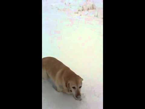Maggie loves snow