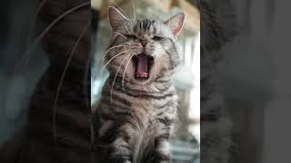 😂抓拍一只猫可爱瞬间 宠物摄影 猫🐱 万物有灵 萌宠出道计划
