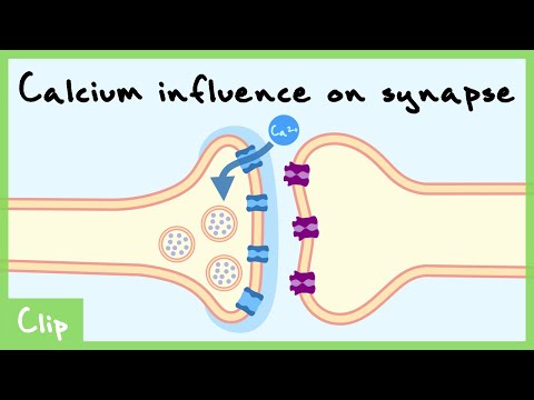 Calcium Role In Transmitter Release Explained (Necessary and Sufficient) | Clip