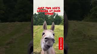 LOL !!       #memes #workfun #workmemes #funny #workhumor #funnyshorts #funny #workplace #donkey