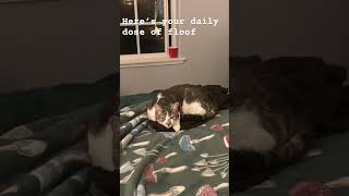 Floof #cat #catsruleeverythingaroundme #floofycat #floofy #floofs