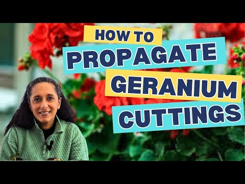 Easy Geranium Propagation | How To Grow Geraniums From Cuttings || Budget Gardening