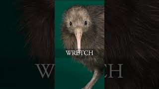 This bird's build is AWFUL
