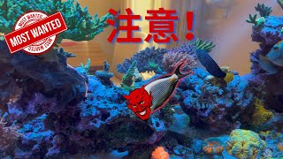 My sohal tang eats my sps corals!