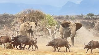 The Youngest Elephants Clash with a Giant Herd of Buffalo