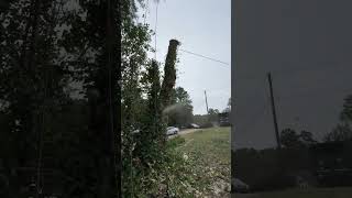 #treecuttingservice #treecuttingdown #stihl #chainsaw #tree #arboristing #treeservice #viralvideo