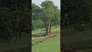 #viralkardo #song #love #nature #villagelife #views #mylove #bachpan