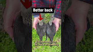Part 3: Modern Game Bantams, Selecting Breeders! #bantam #chickenman #cluckerbooks #chicken #rooster