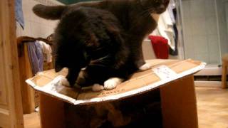 Cats and dog and a card board box