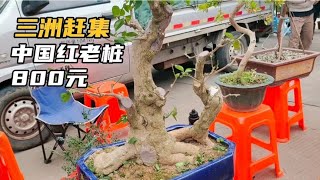 低温赶集三角梅皱巴巴，卡亚塔小棒棒糖130元，中国红老桩800元