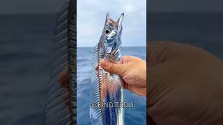 secure fish