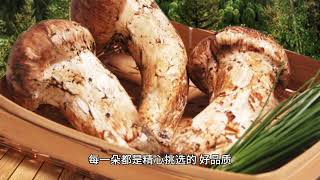 #鲜松茸#源头好货 #支持全国发货