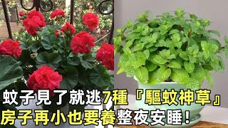 蚊子見了就逃！7種『驅蚊神草』房子再小也要養，第5種一碰就香，整夜安睡！