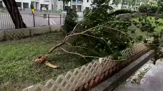 Flights canceled as Typhoon Wipha sweeps Hong Kong | REUTERS