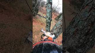 Arborist Rigging #arborist #tree #arblife #oaktree #chainsaw #treeworker #pinoak #treecutting